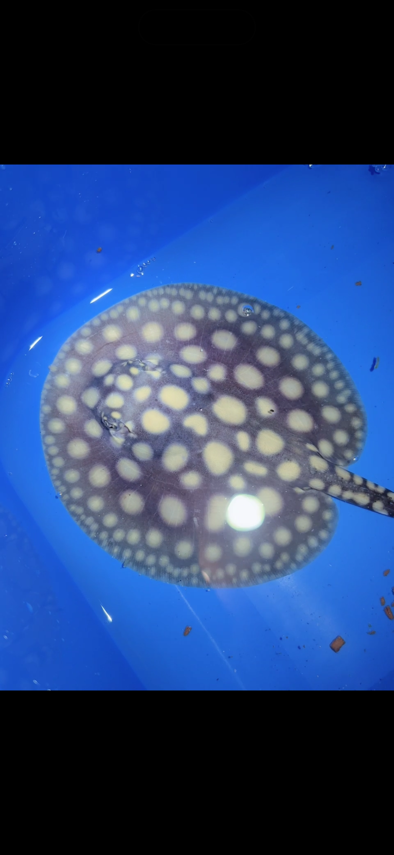 Freshwater stingray black diamond male 6inch 4