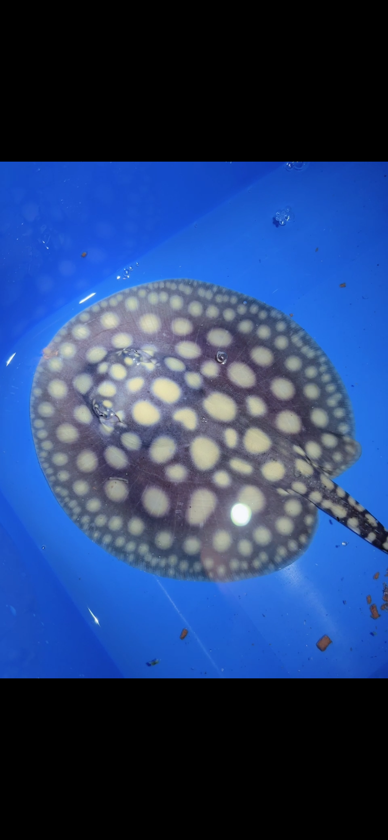 Freshwater stingray black diamond male 6inch 4