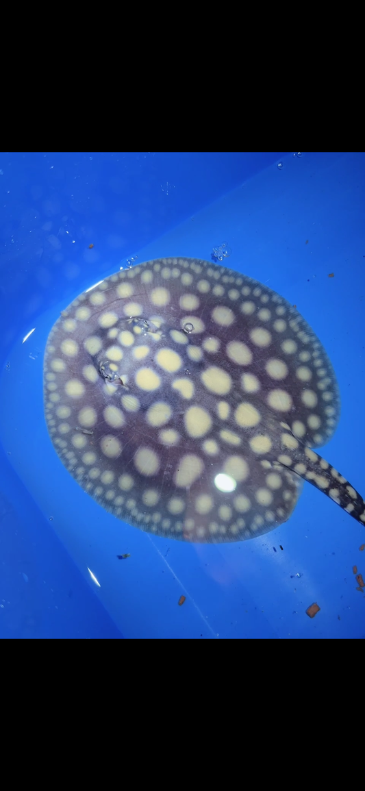 Freshwater stingray black diamond male 6inch 4