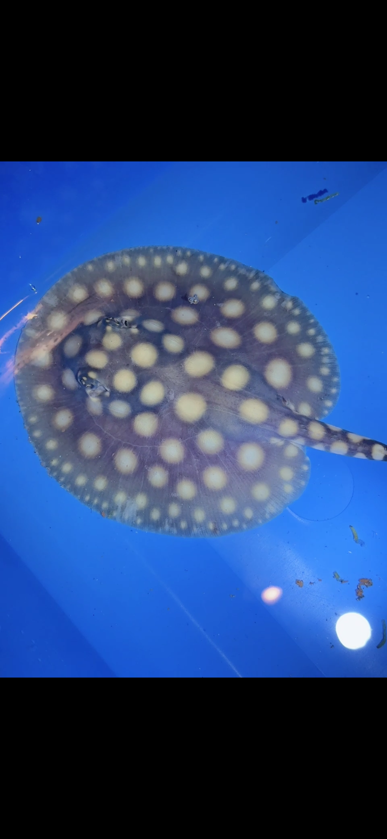 Freshwater stingray black diamond male 5inch 5