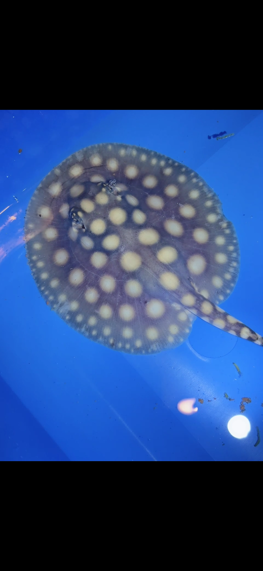 Freshwater stingray black diamond male 5inch 5