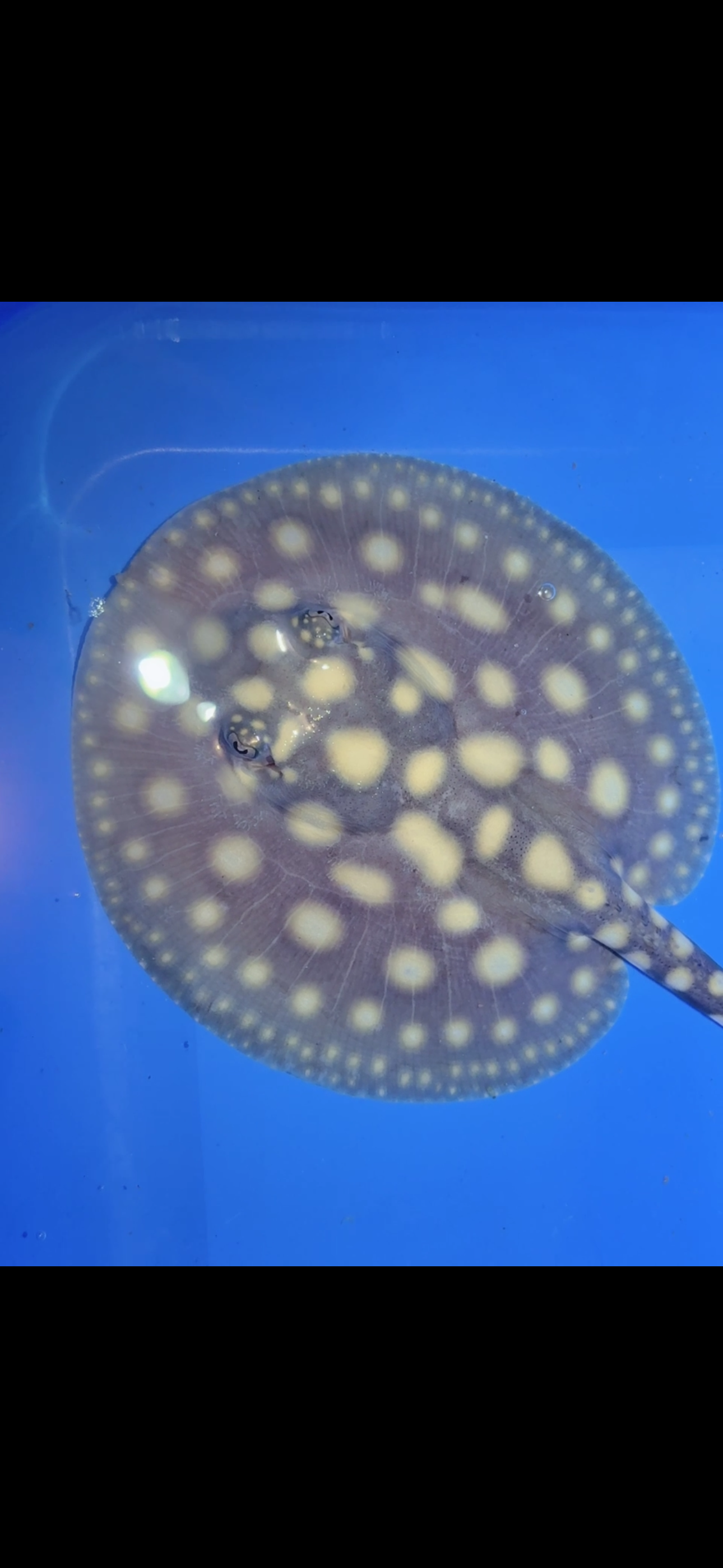 Freshwater stingray black diamond female 5inch 6