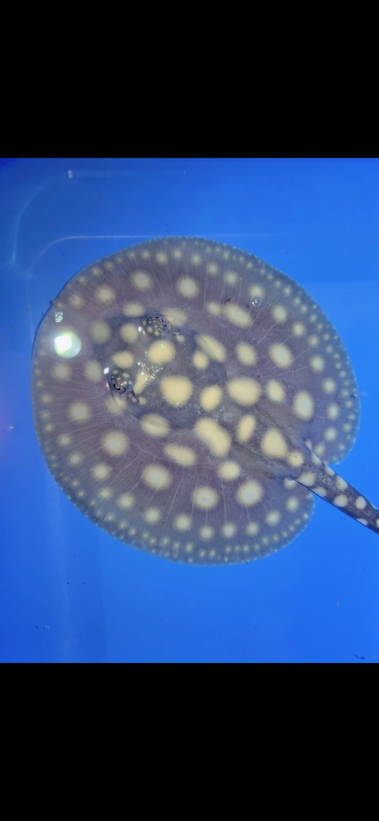 Freshwater stingray black diamond female 5inch 6