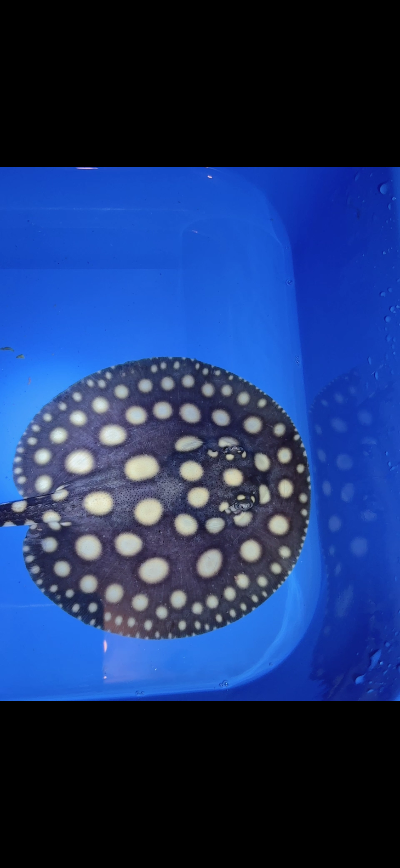 Freshwater stingray black diamond female 6inch 7