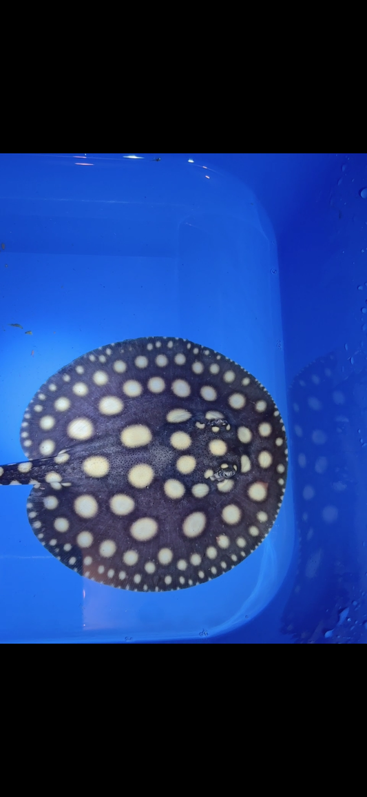 Freshwater stingray black diamond female 6inch 7