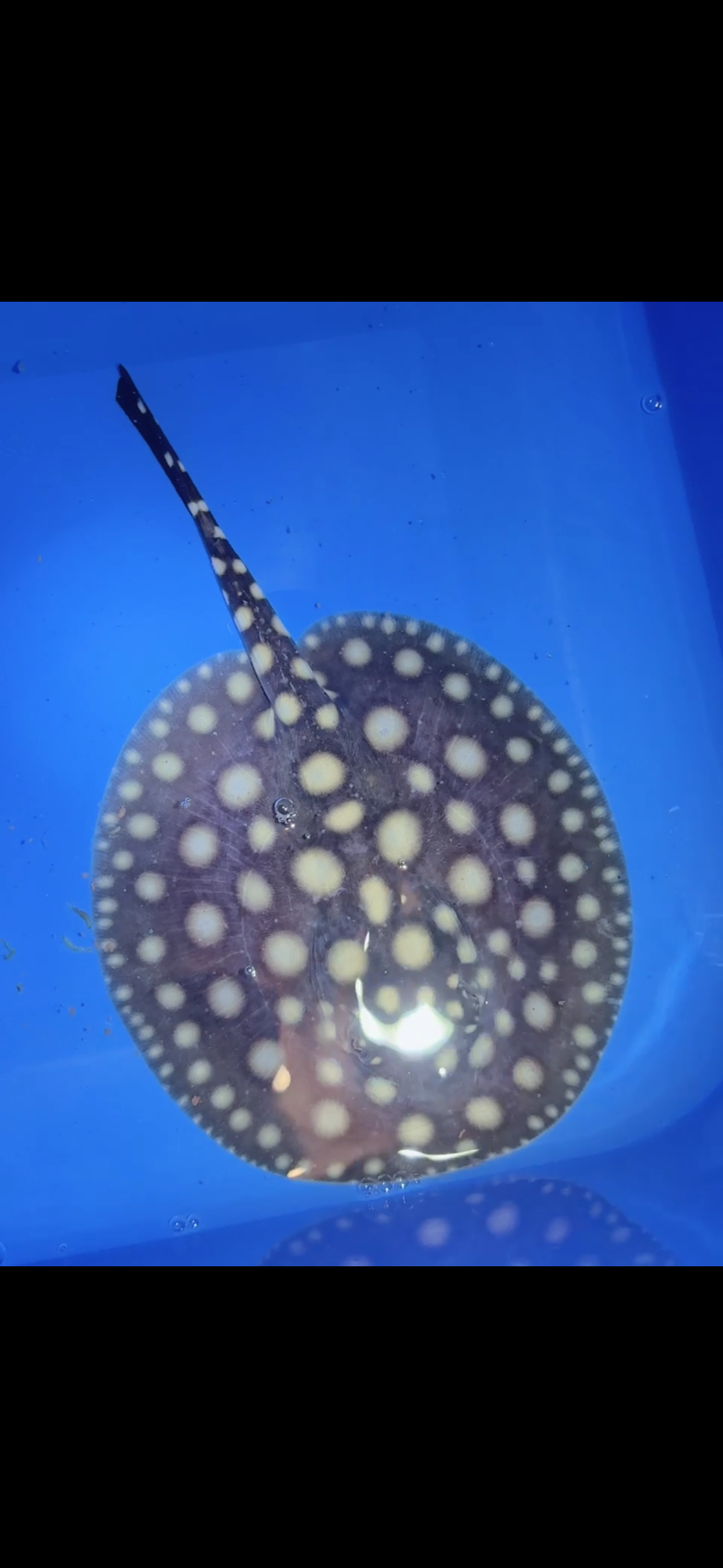 Freshwater stingray black diamond female 5inch 8