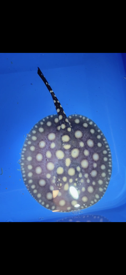 Freshwater stingray black diamond female 5inch 8