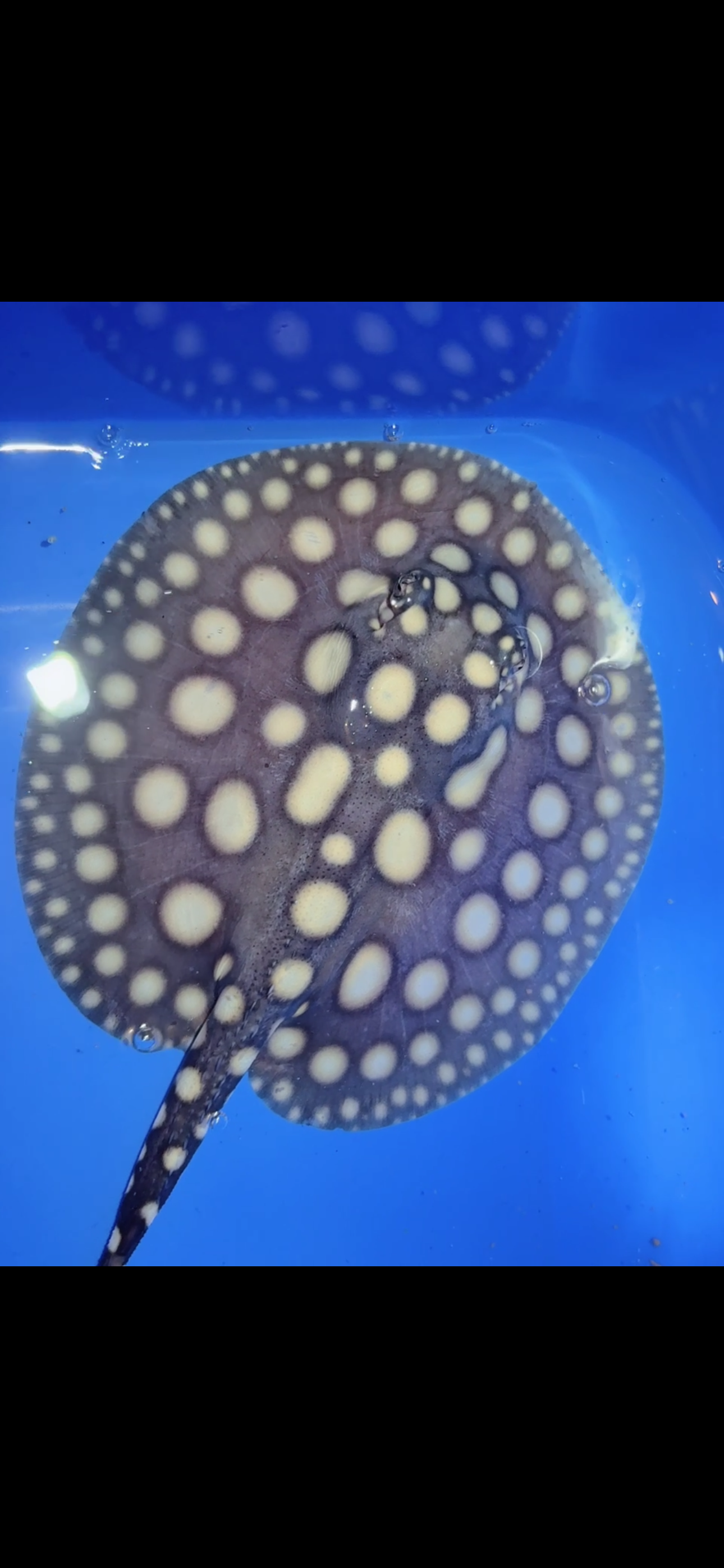 Freshwater stingray black diamond female 6inch 9