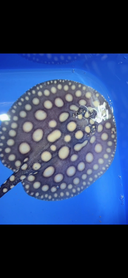 Freshwater stingray black diamond female 6inch 9