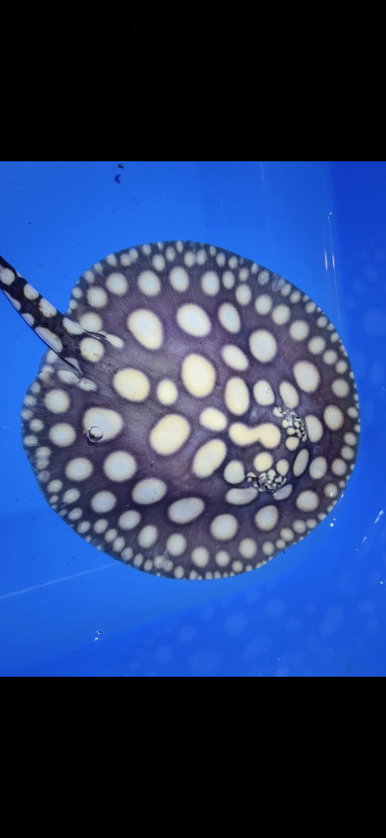 Freshwater stingray black diamond female 6inch 10