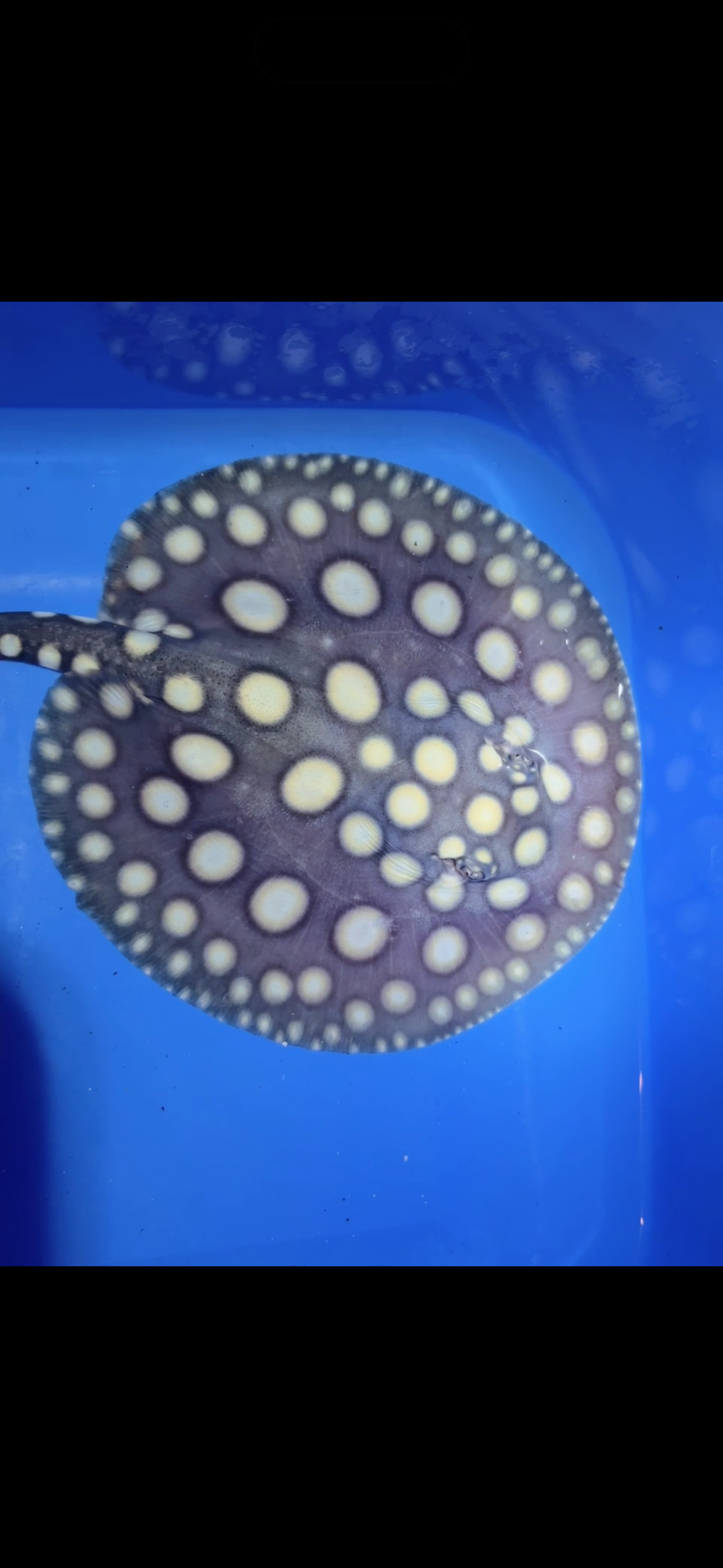 Freshwater stingray black diamond female 6inch 11