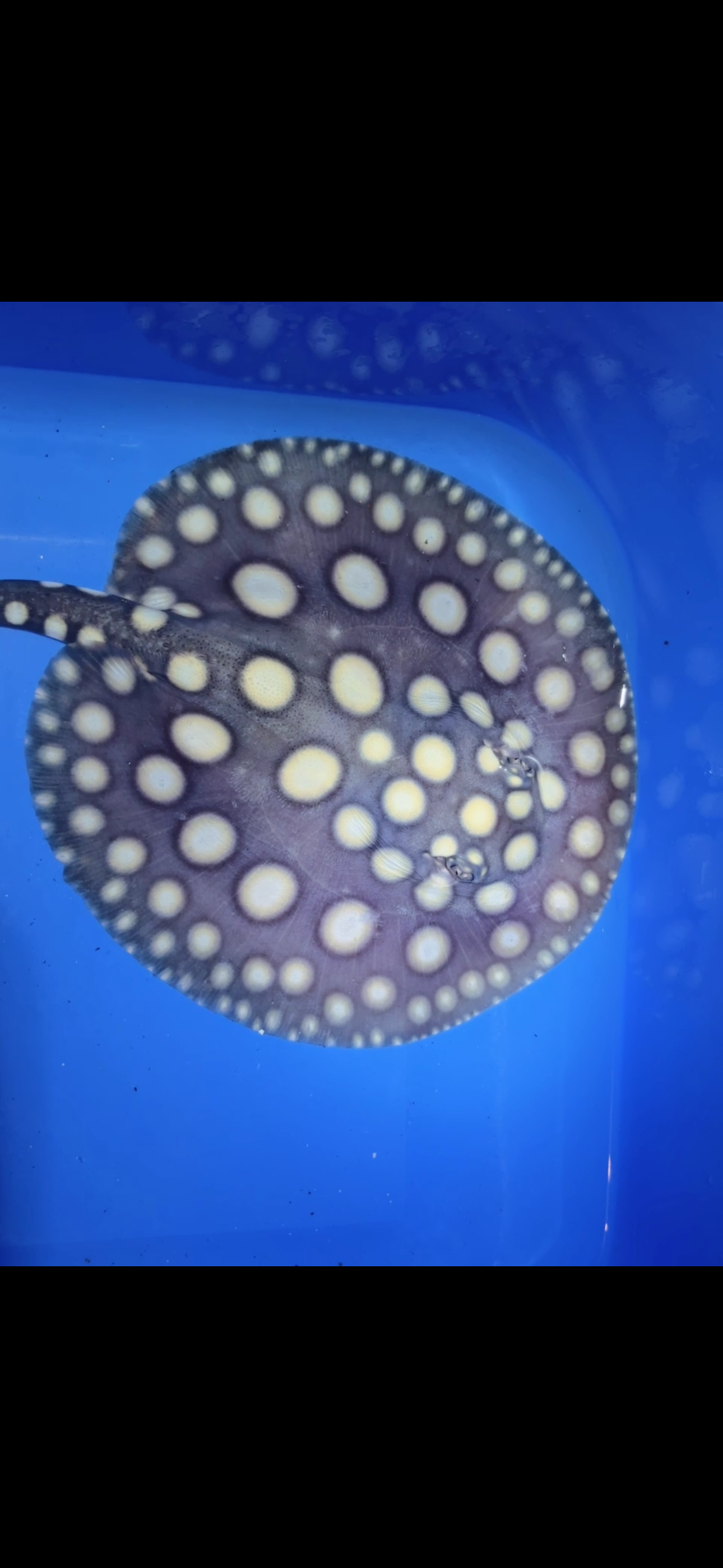 Freshwater stingray black diamond female 6inch 11