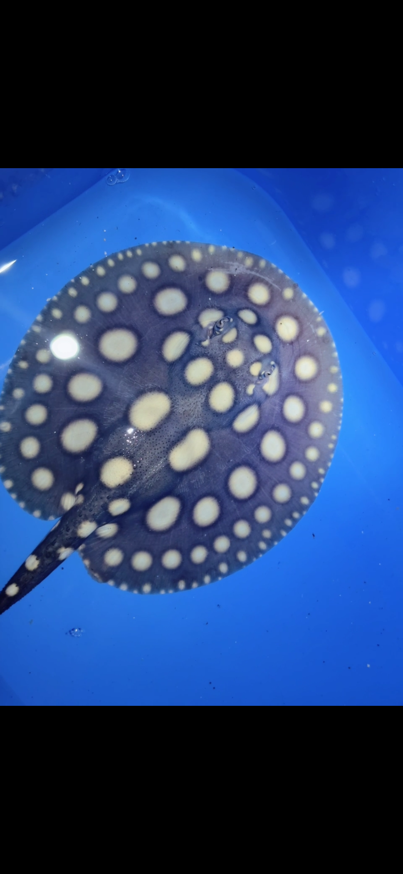 Freshwater stingray black diamond male 6inch 14