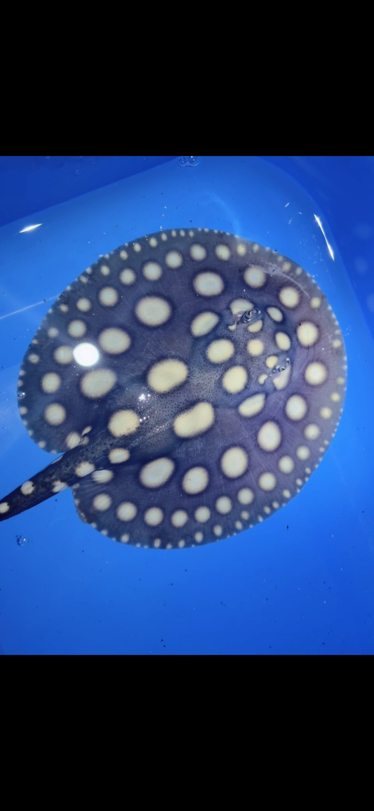 Freshwater stingray black diamond male 6inch 14