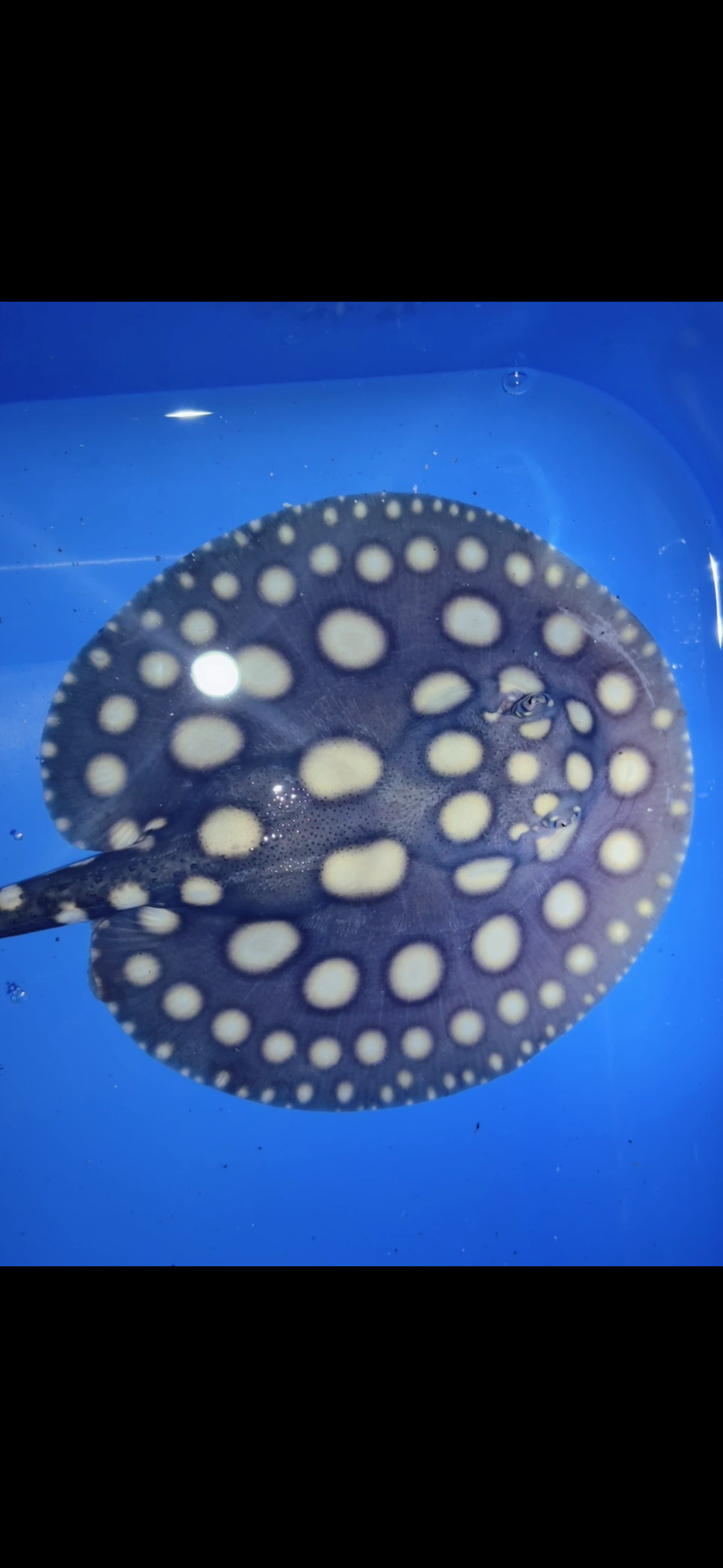 Freshwater stingray black diamond male 6inch 14
