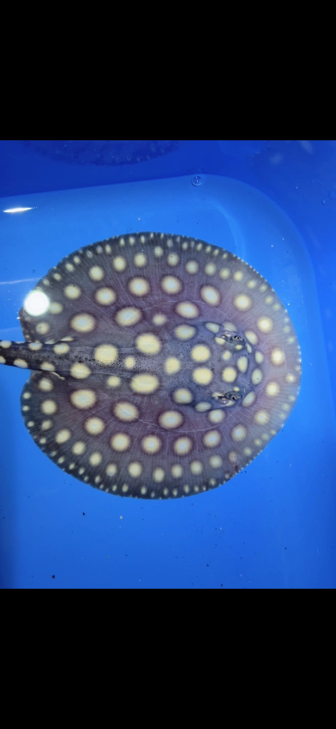 Freshwater stingray black diamond female 5inch 15