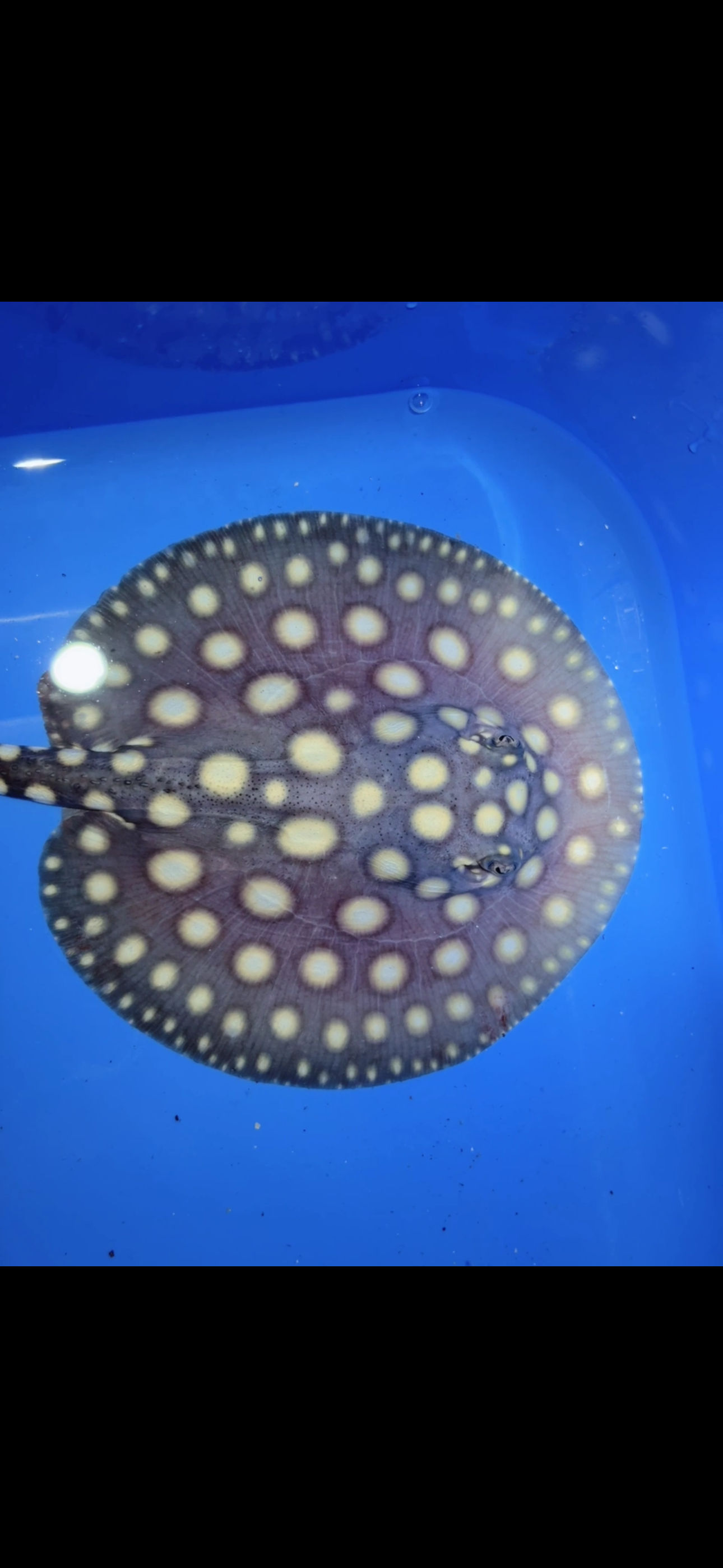 Freshwater stingray black diamond female 5inch 15