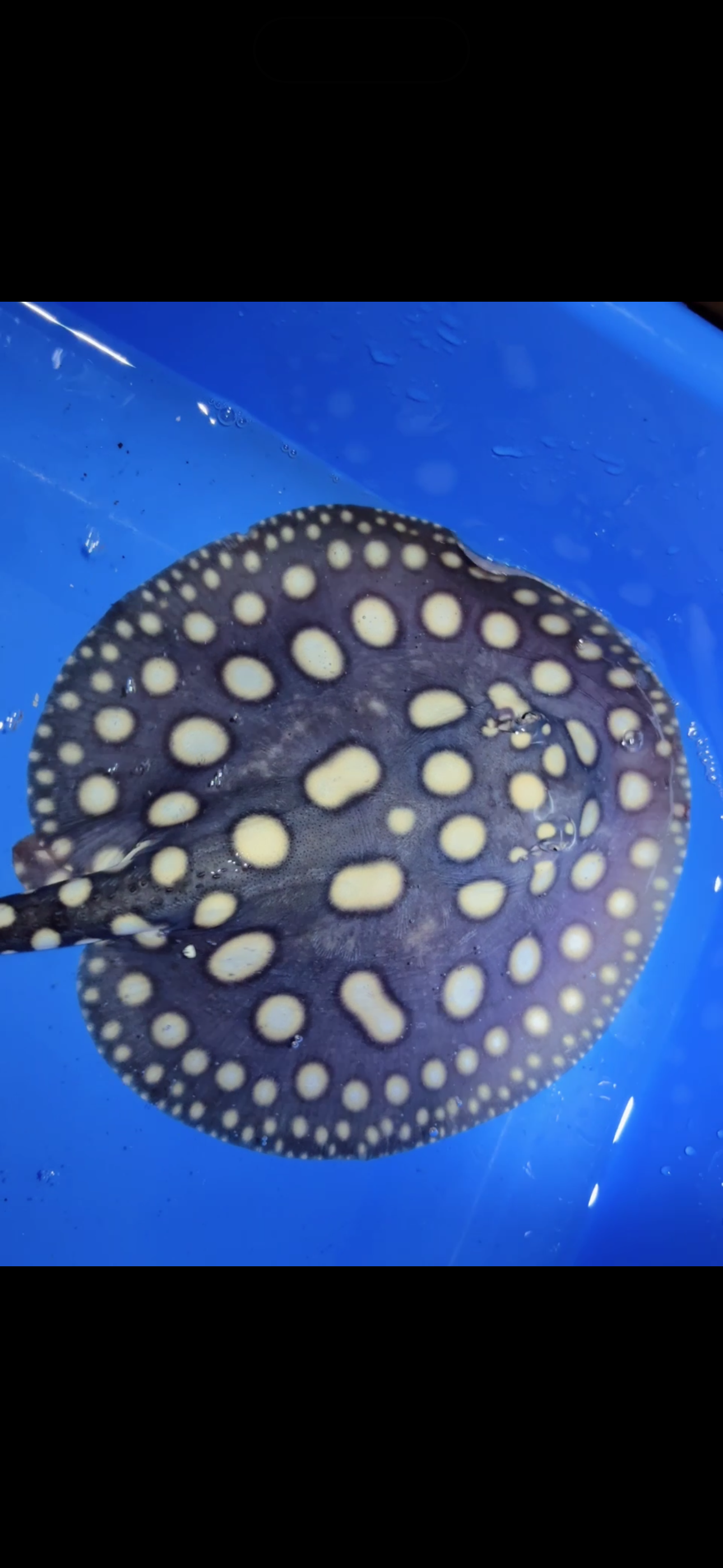 Freshwater stingray black diamond male 6inch 16