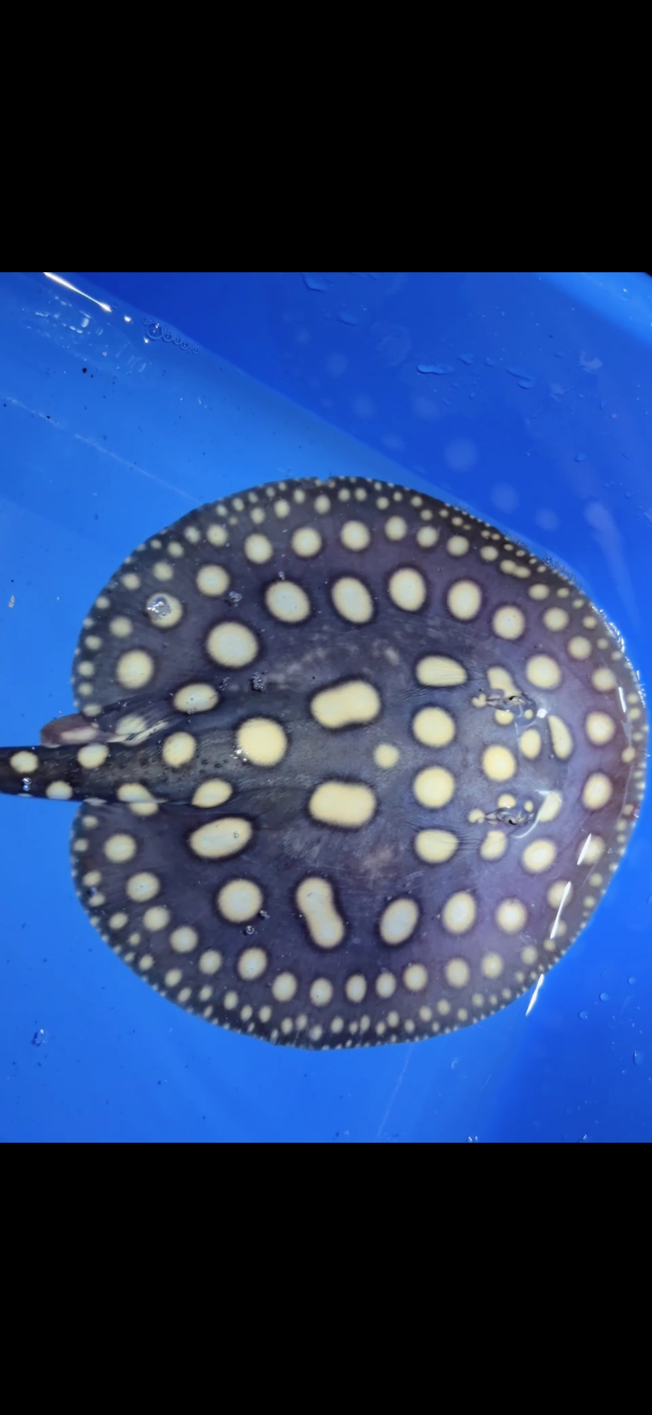 Freshwater stingray black diamond male 6inch 16