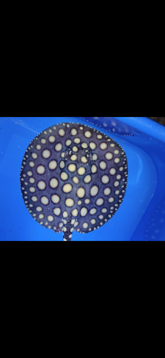 Freshwater stingray black diamond female 6inch 17
