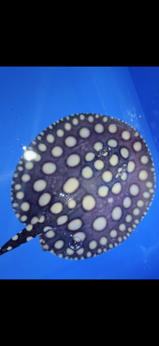 Freshwater stingray black diamond male 6inch 18