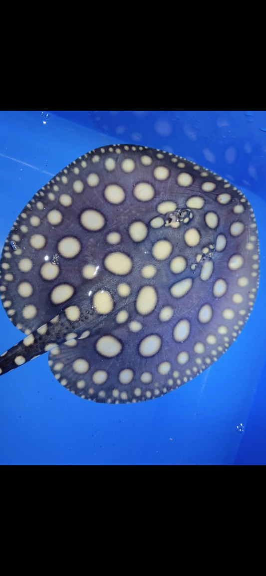 Freshwater stingray black diamond male 6inch 19