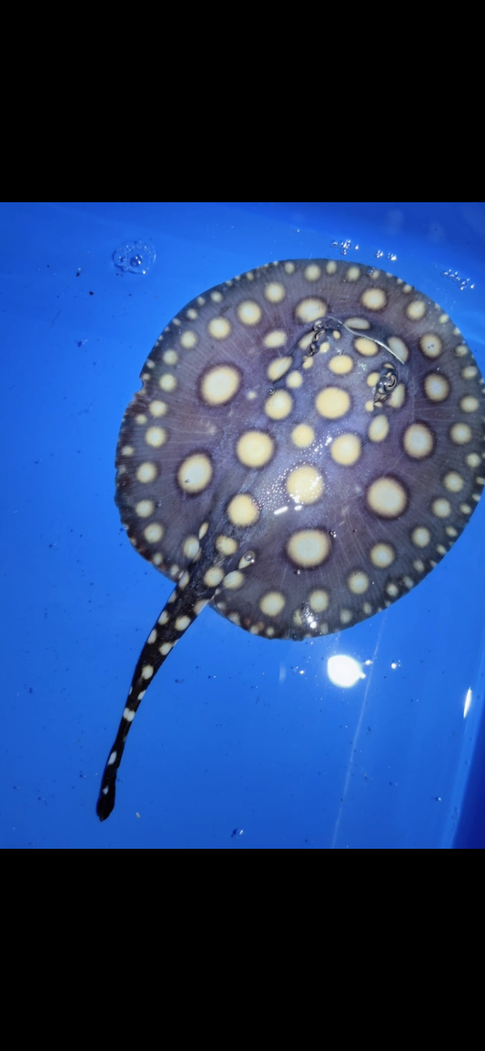 Freshwater stingray black diamond female 5inch 20