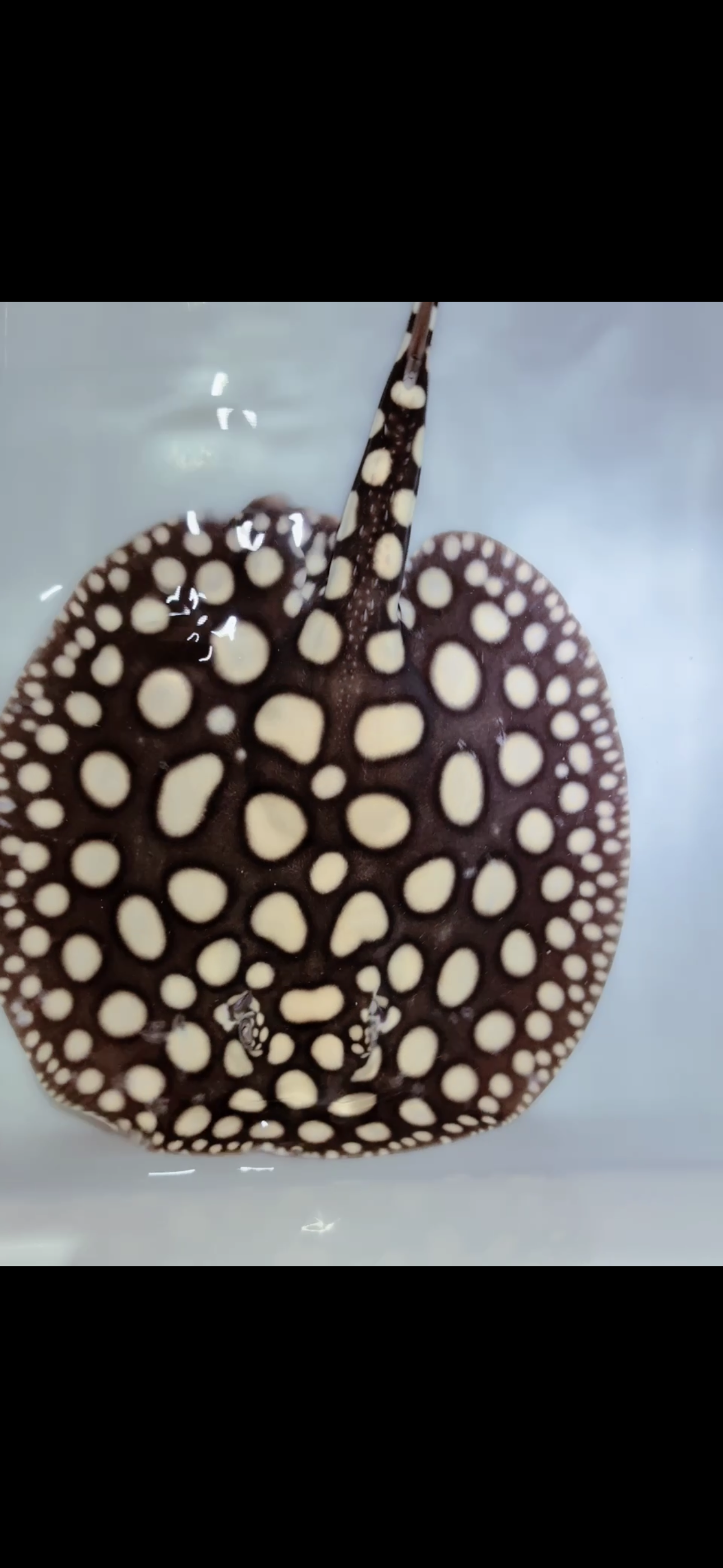 Freshwater stingray black diamond male 9inch 21