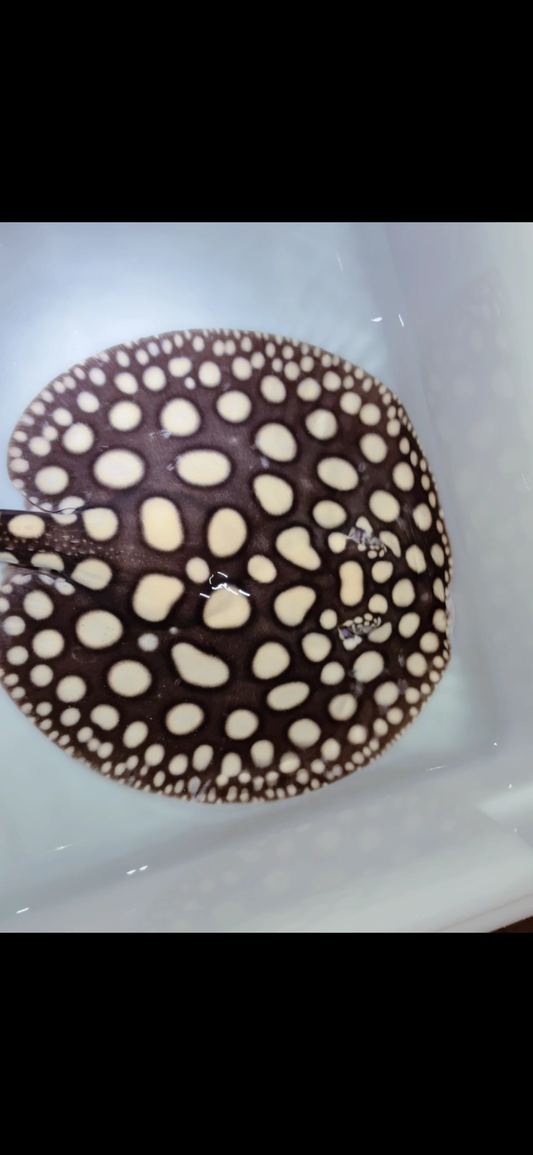 Freshwater stingray black diamond male 9inch 21