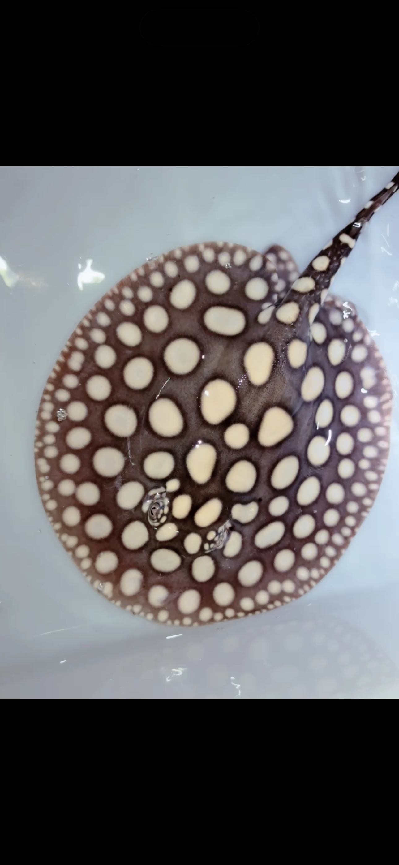 Freshwater stingray black diamond male 8inch 22