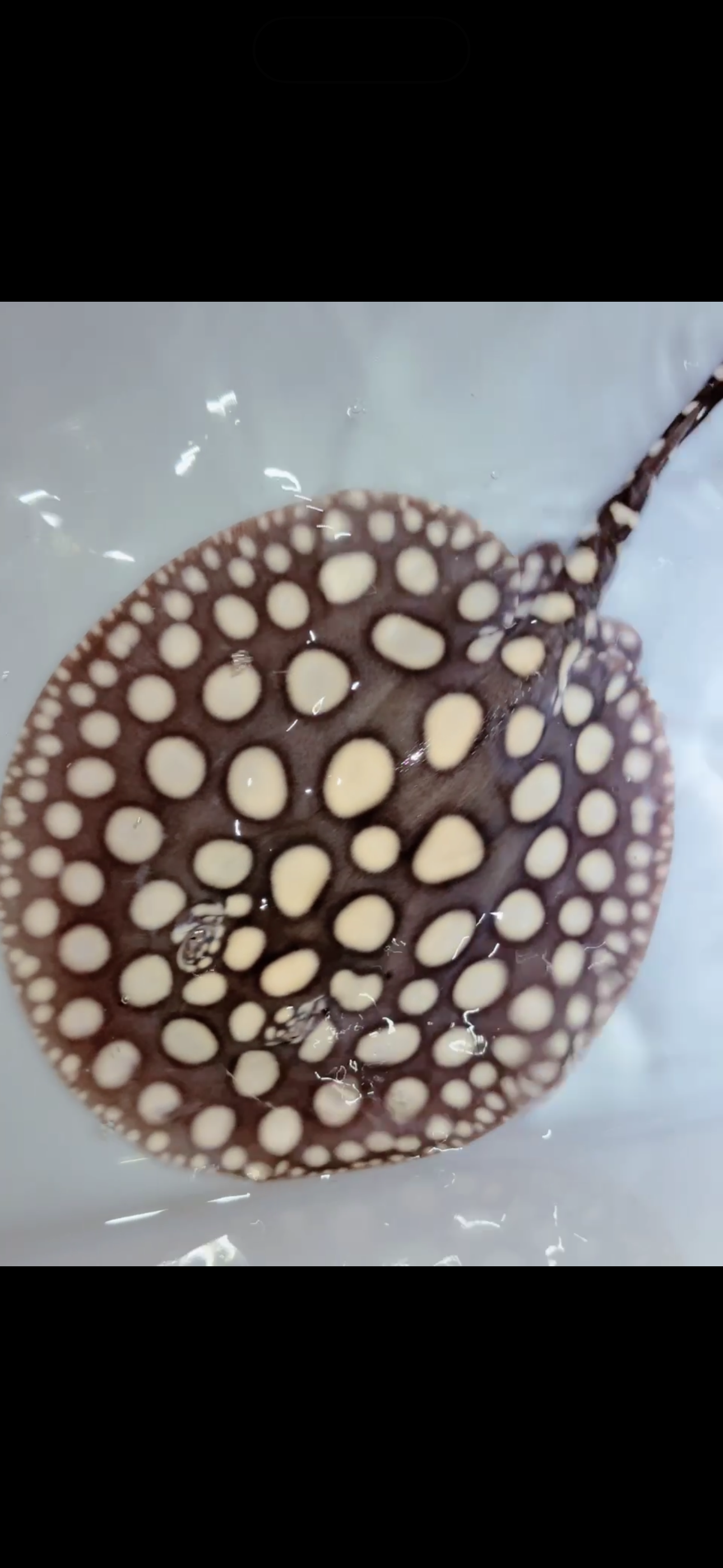 Freshwater stingray black diamond male 8inch 22