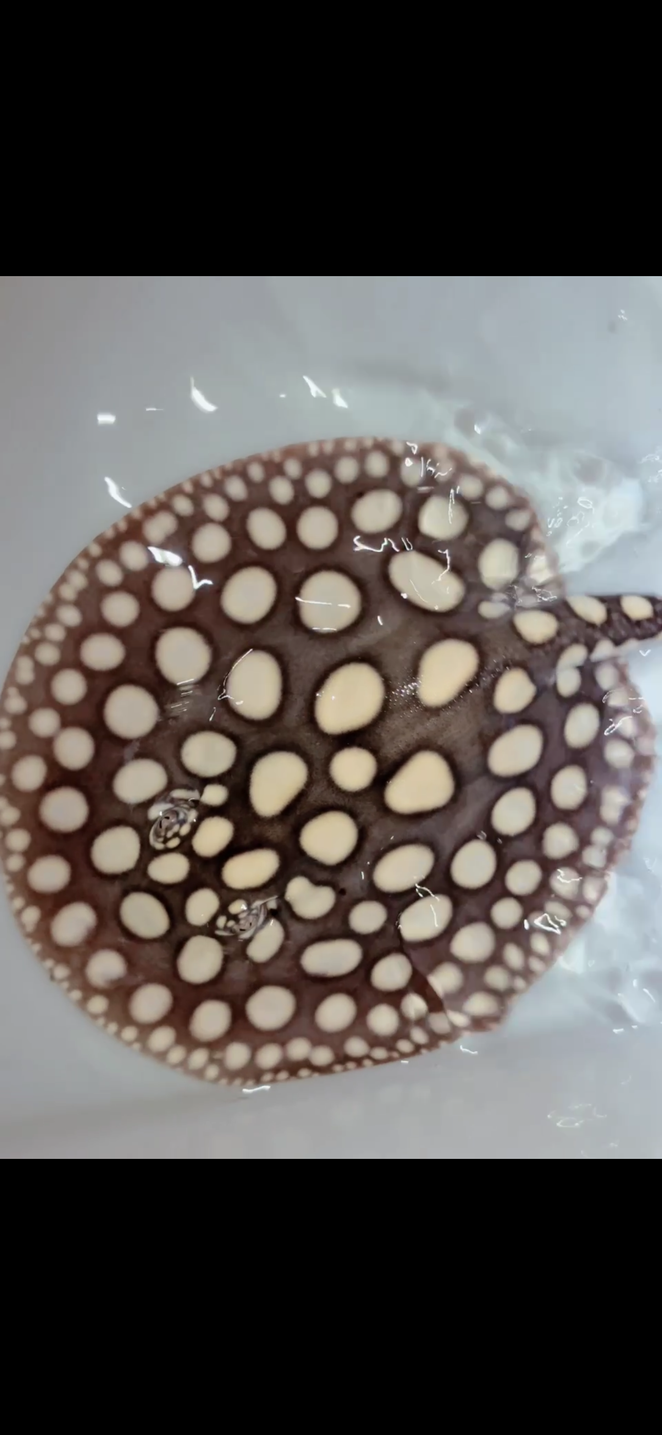 Freshwater stingray black diamond male 8inch 22