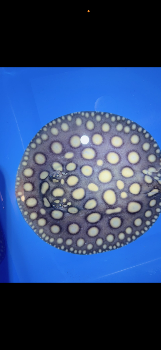 Freshwater stingray black diamond female 7inch 23