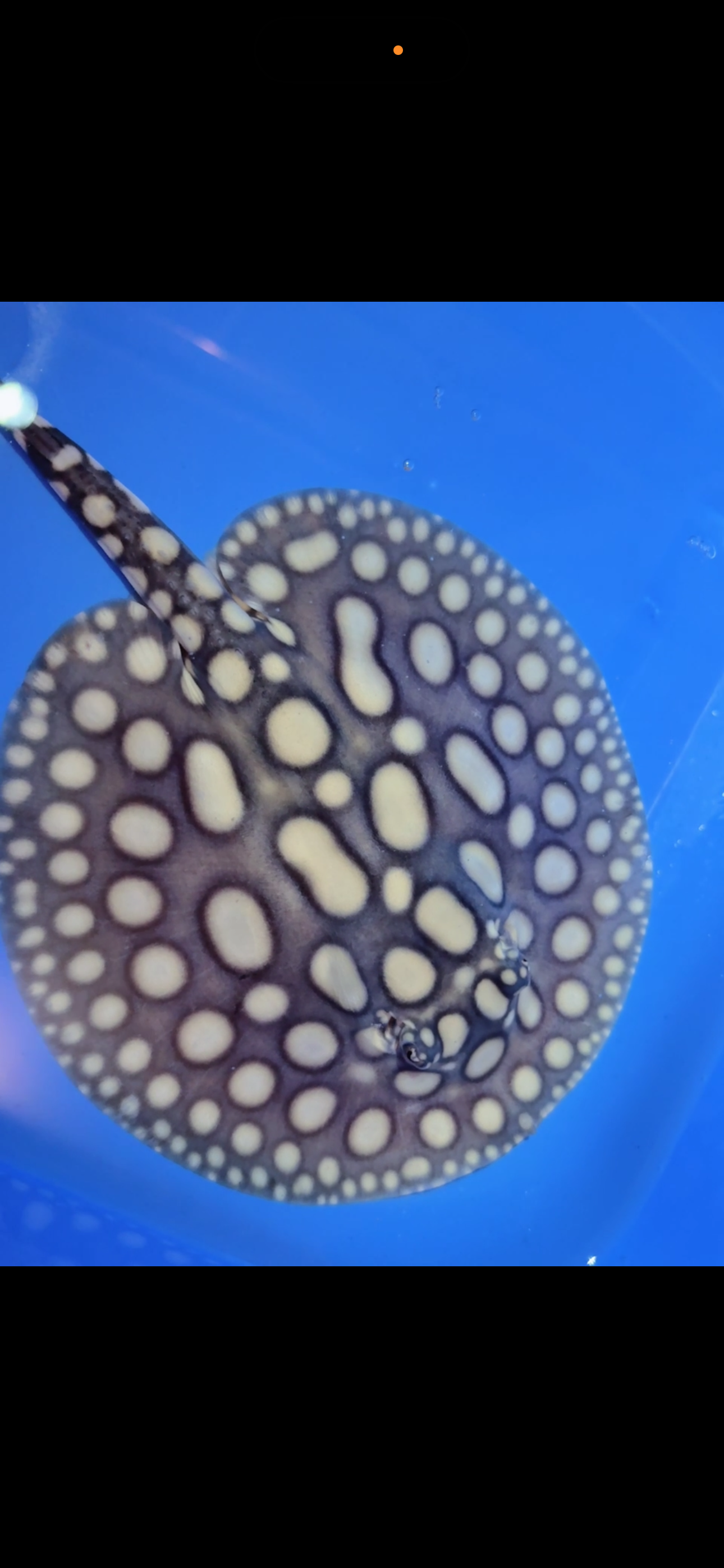 Freshwater stingray black diamond male 6inch 24