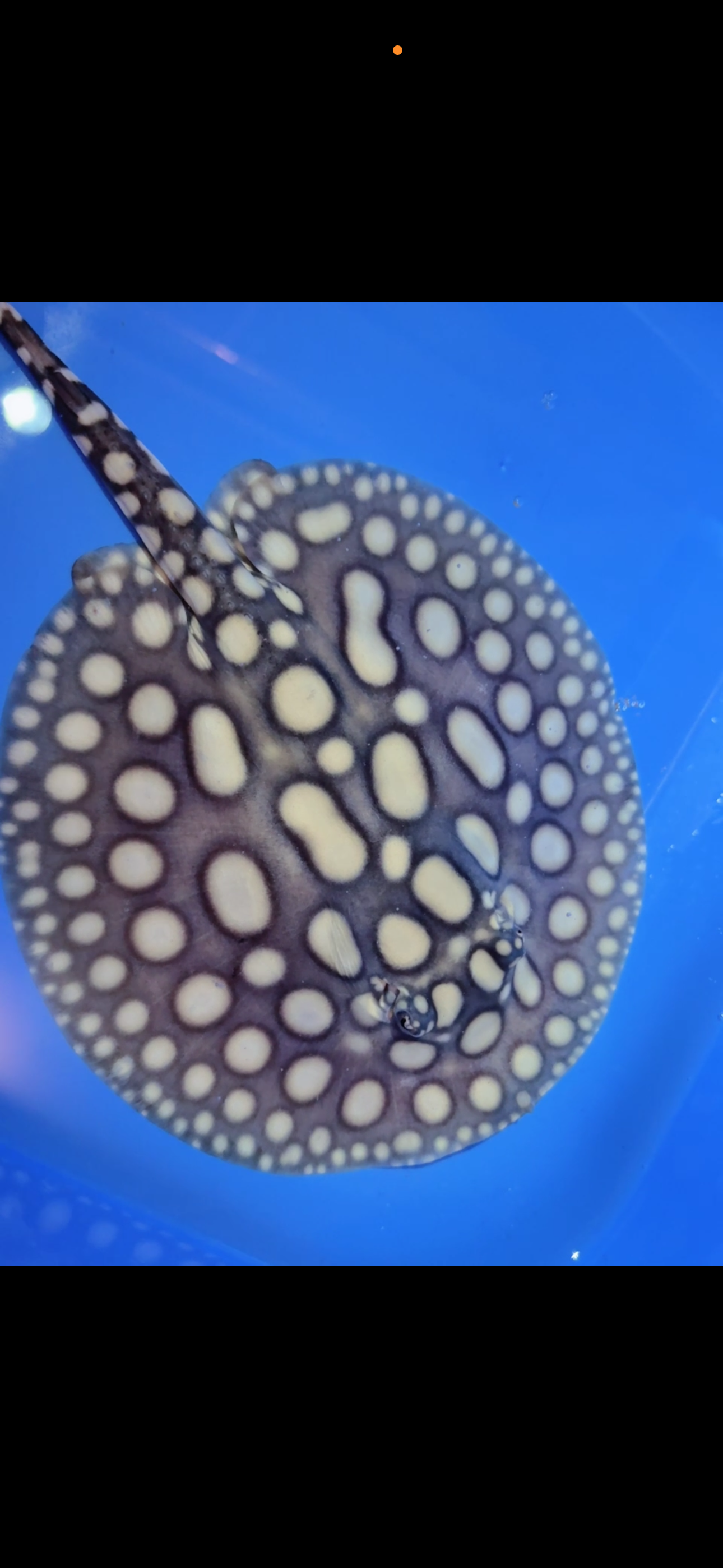 Freshwater stingray black diamond male 6inch 24