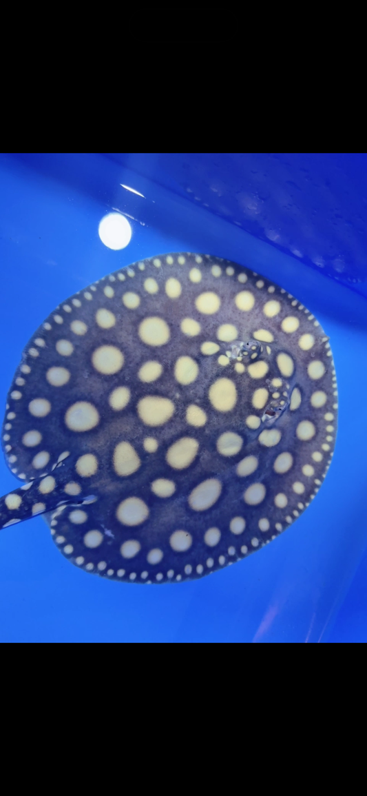 Freshwater stingray black diamond female 6inch 26