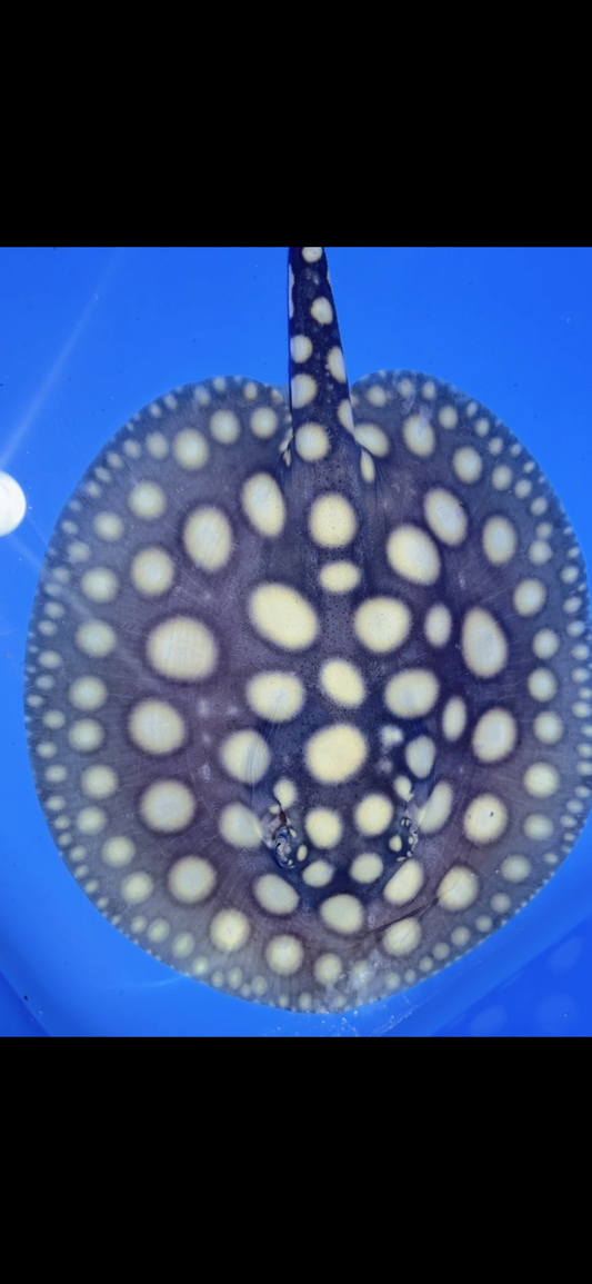 Freshwater stingray black diamond female 6inch 27