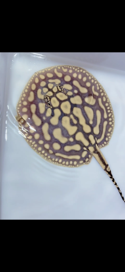 Key diamond f2 female