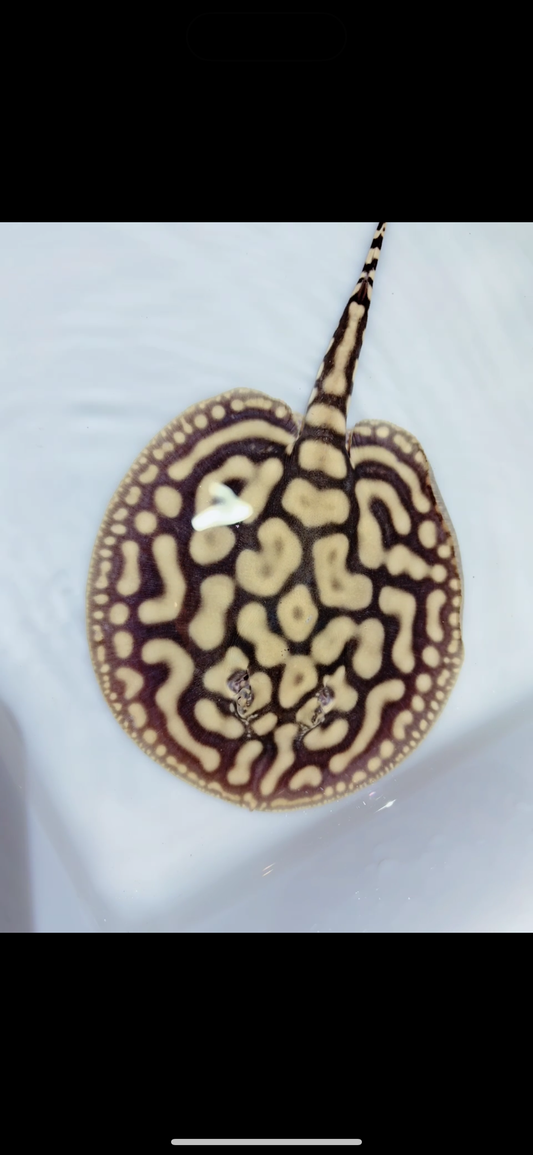 Key diamond f2 male