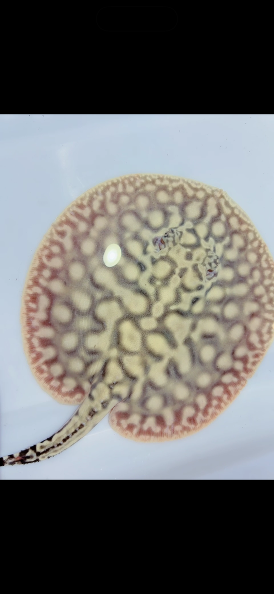 Key diamond f1 female