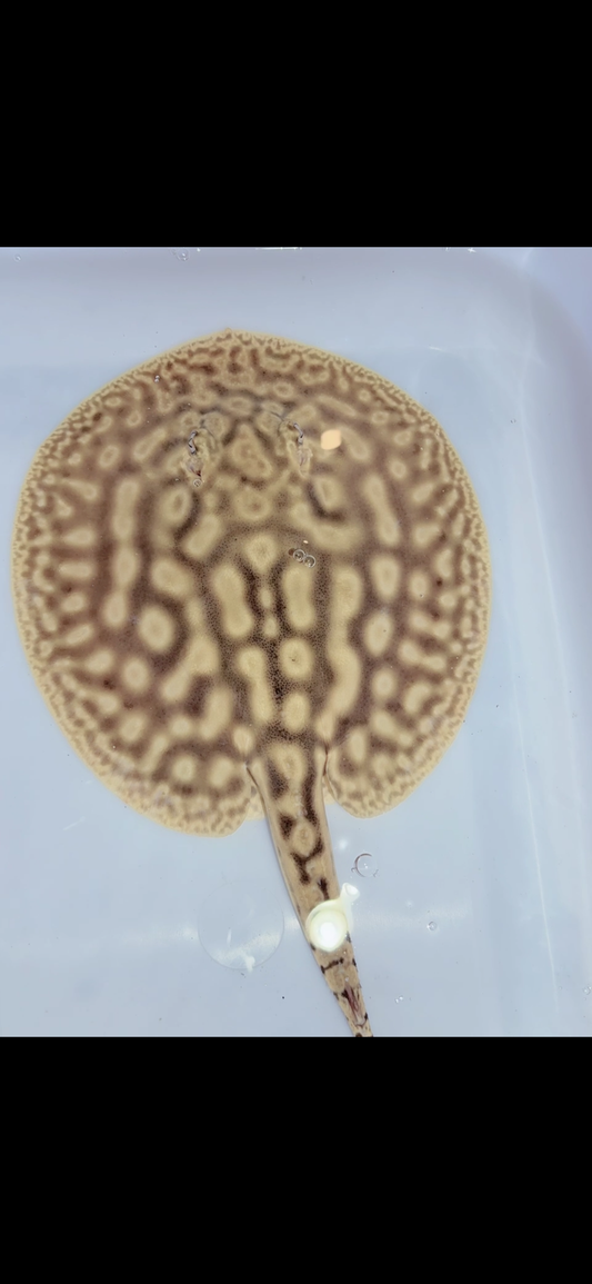 Key diamond f1 female