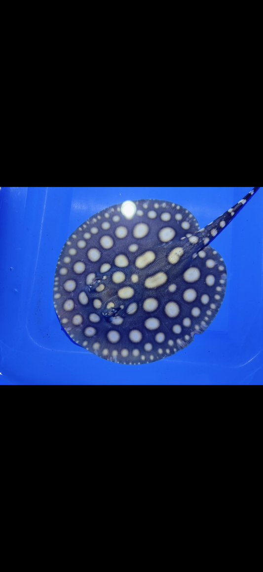 Freshwater stingray black diamond female 6inch 13