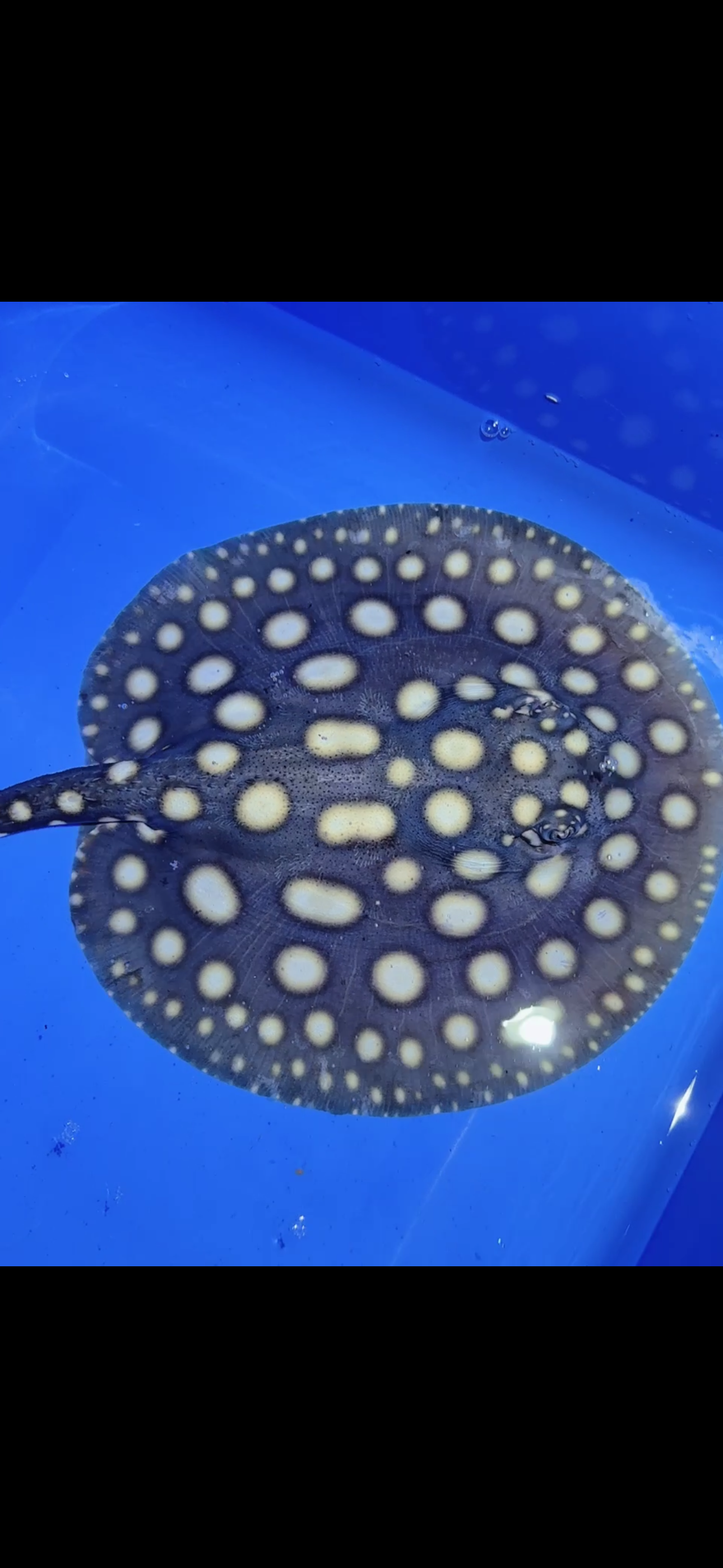 Freshwater stingray black diamond female 6inch 12