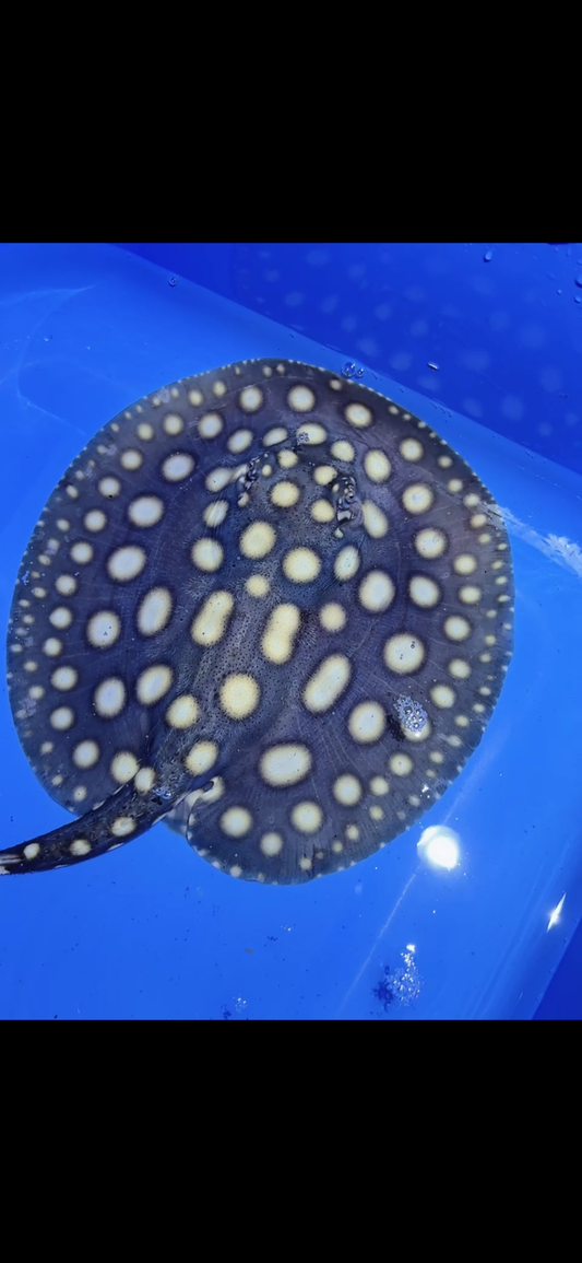 Freshwater stingray black diamond female 6inch 12