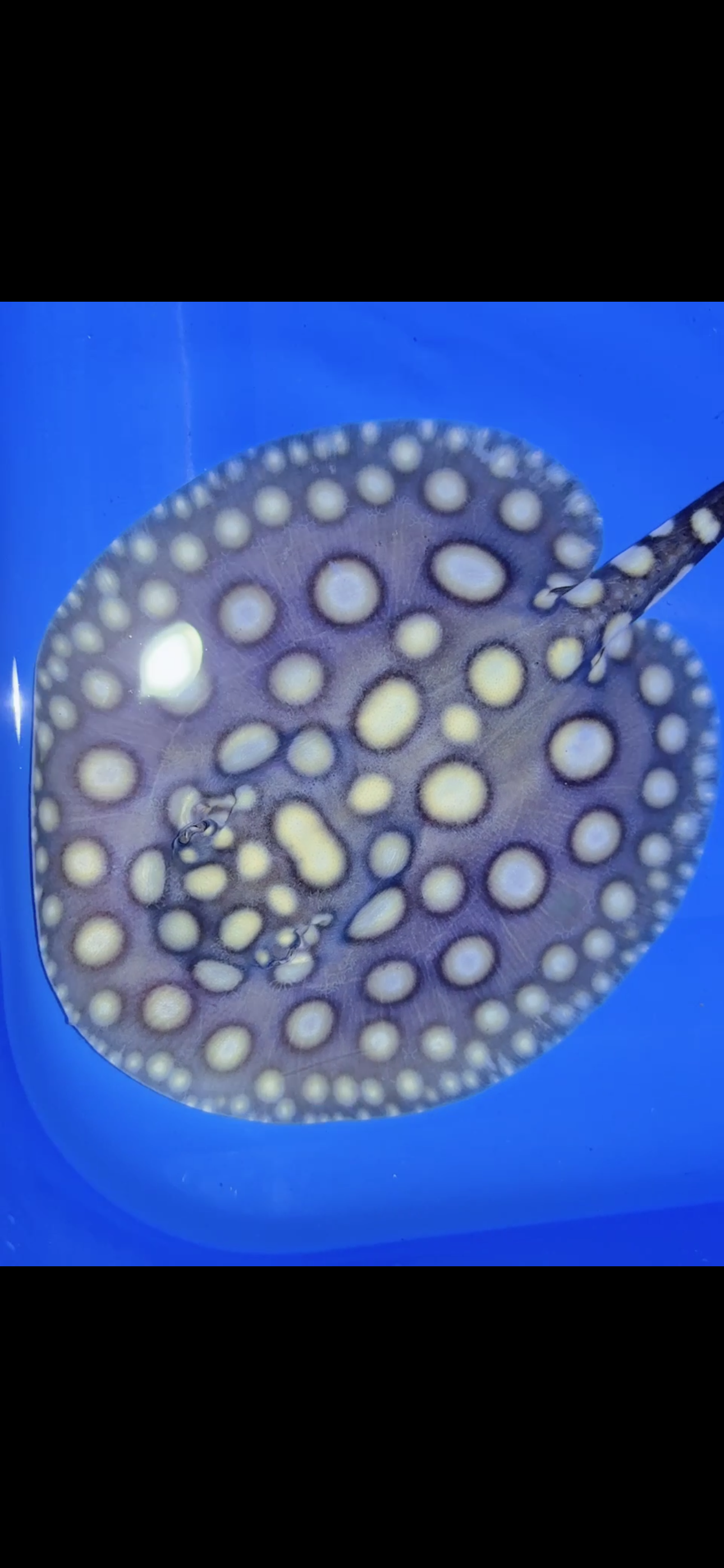 Freshwater stingray black diamond male 6inch 25