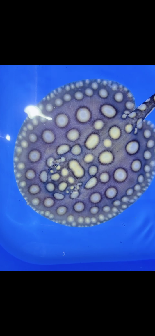 Freshwater stingray black diamond male 6inch 25