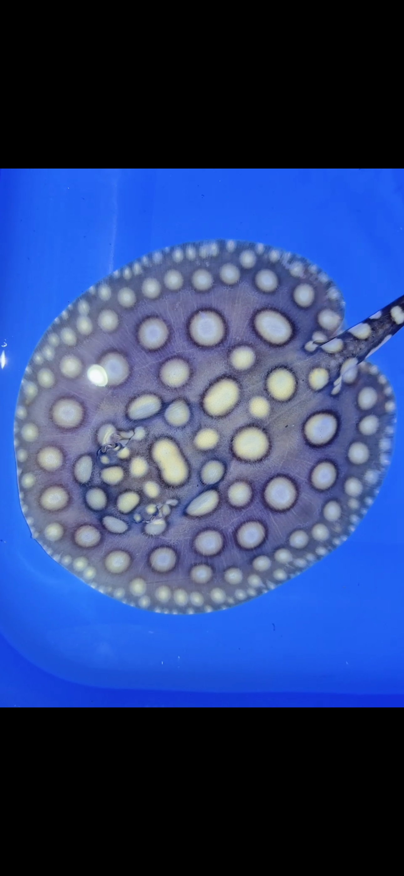 Freshwater stingray black diamond male 6inch 25
