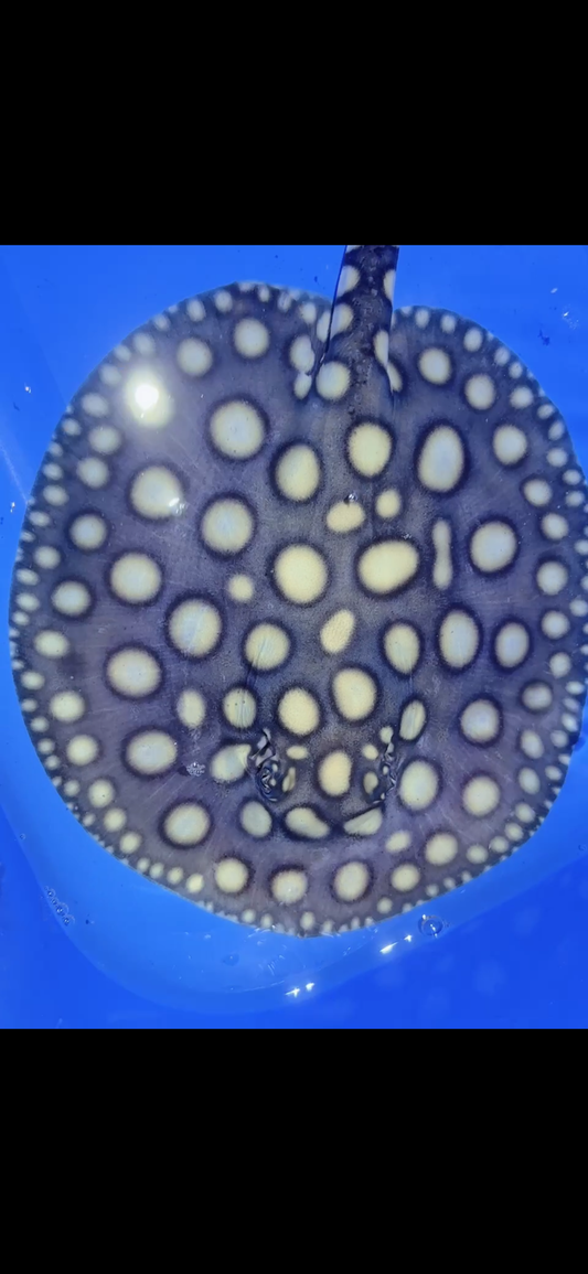 Freshwater stingray black diamond female 7inch 23