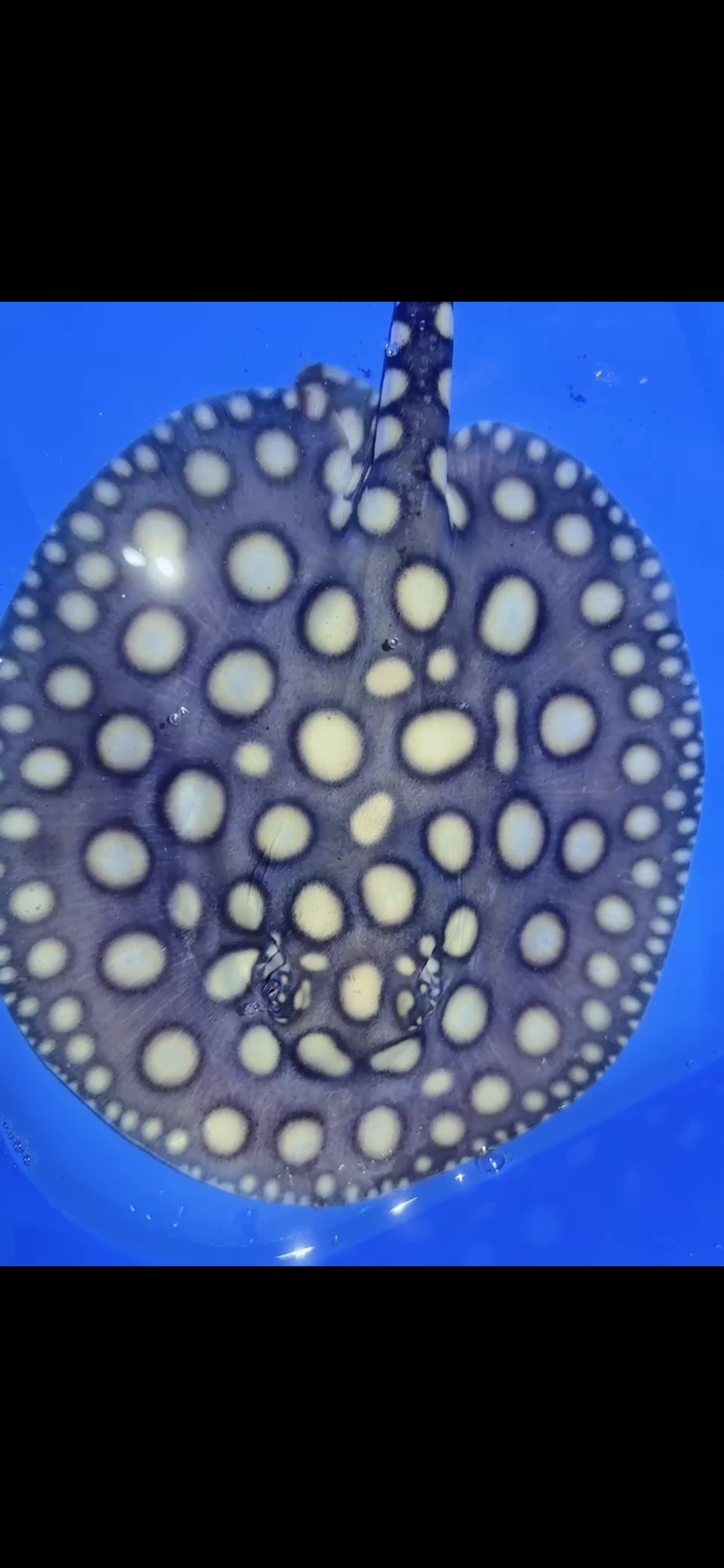 Freshwater stingray black diamond female 7inch 23