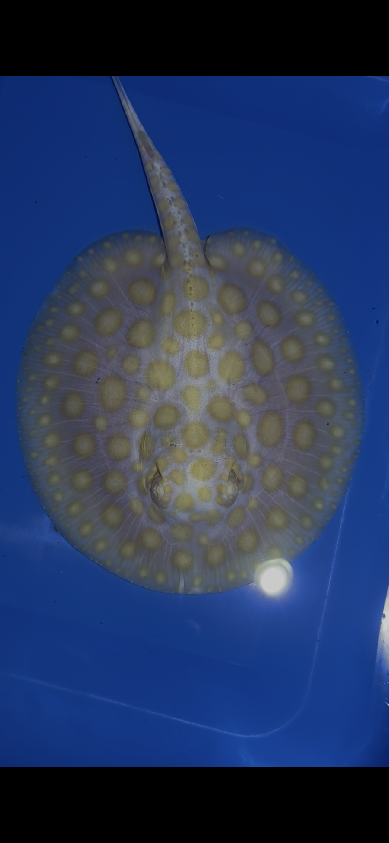 Freshwater stingray black diamond goldenbase albino with paddle tail male 6inch